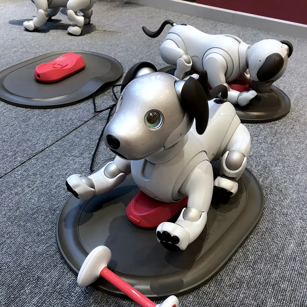White aibo ERS-1000 units on a display